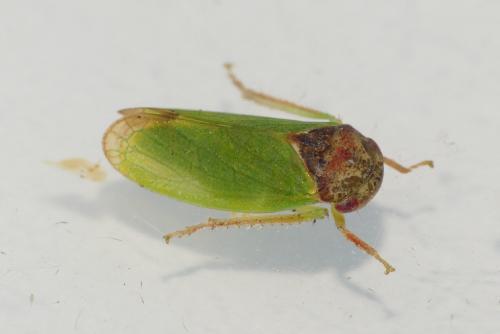 Réf. 264 903 : Iassus lanio